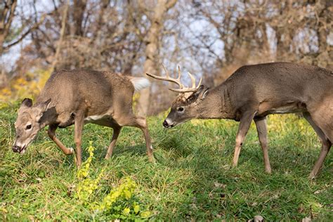 Peak Rut Whitetail Deer Decoy Placement - Montana Decoy