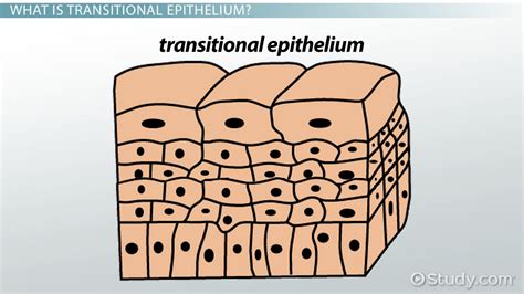 Transitional Epithelium | Function, Location & Characteristics - Lesson ...