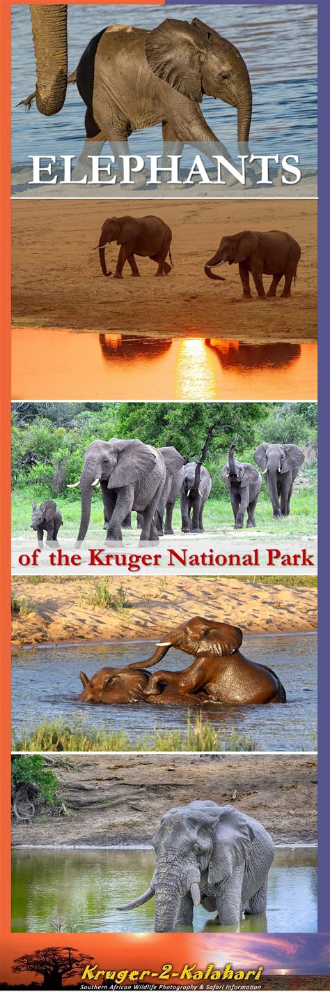 Elephants of the Kruger National Park - the largest of the big-five