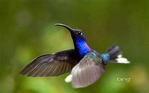 Costa Rica violeta el colibrí con alas de cuchillo-Bing Wallpaper ...