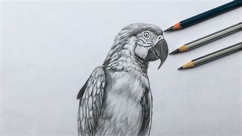 Realistic Parrot Drawing