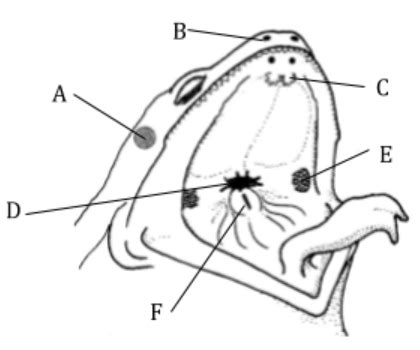 Frog Mouth Anatomy Diagram | Quizlet