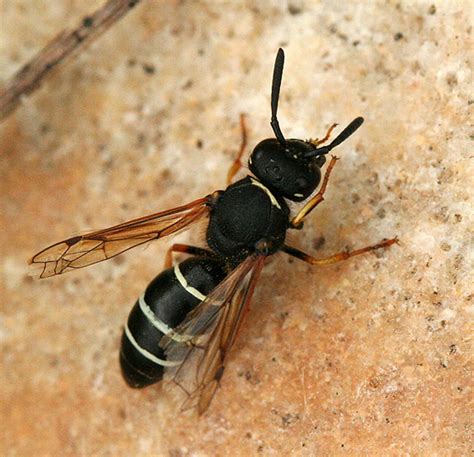 Black And White Wasp Identification