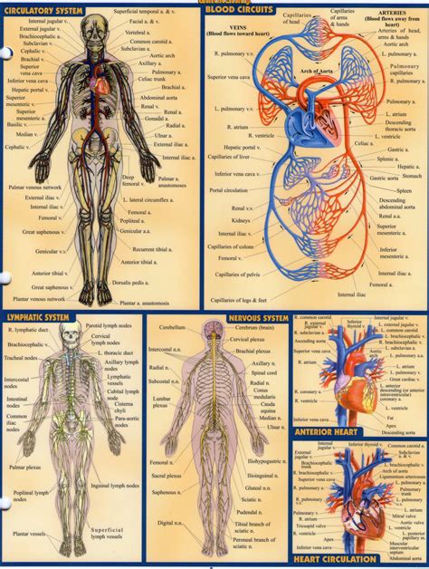 Anatomy And Physiology Diagrams To Label