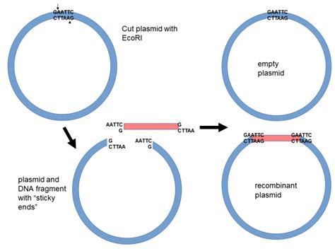 Recombinant DNA | Biological Principles