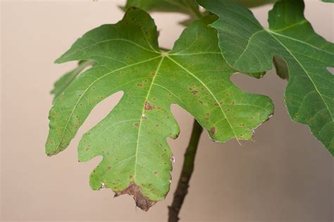 Fig Tree Diseases » Tips on Identification & Control