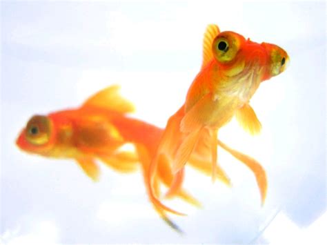 About Telescope Goldfish – “Oh, what big eyes you have…” – My Goldfish ...