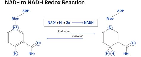 Difference between NAD+ and NADH