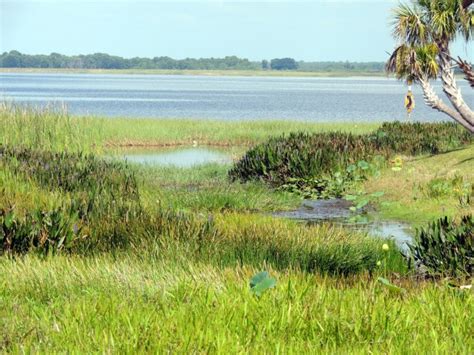 Florida Swamp Free Stock Photo - Public Domain Pictures