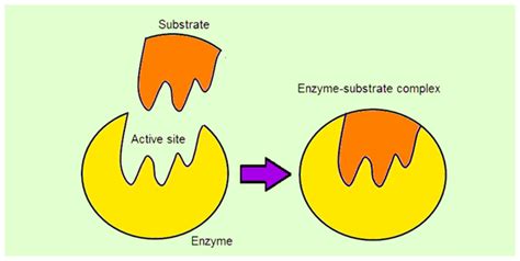 What are Enzymes -Structure,Classification and Example of Enzymes