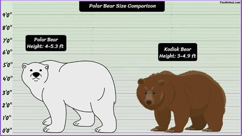 Polar Bear Size: How Big Are They? Compared With Others