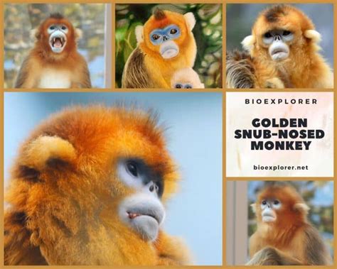 Golden Snub-Nosed Monkey Characteristics | Rhinopithecus Roxellana ...