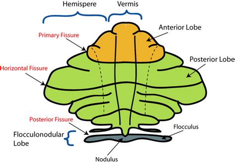 The Cerebellum | Boundless Anatomy and Physiology