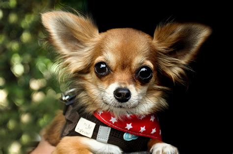 Chihuahua: la raza de perro que más tiempo vive - Animalear.com