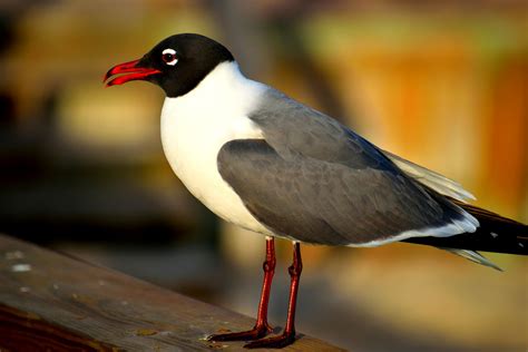 Laughing Gull Free Stock Photo - Public Domain Pictures