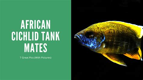 African Cichlid Tank Mates (7 Great Choices) - AquariumStoreDepot