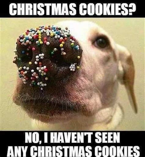 Merry Christmas 2023: 10 funny Christmas memes and messages that will ...