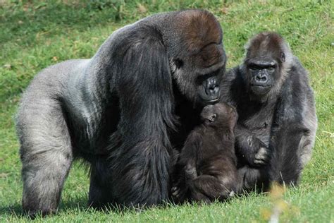 Western Lowland Gorilla Facts