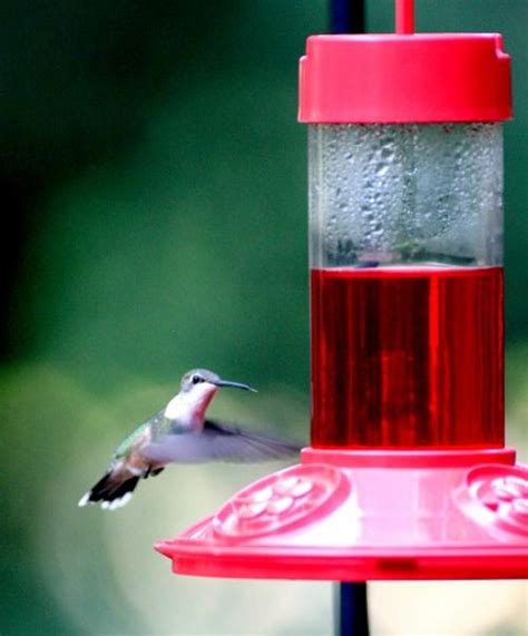 Dr. JBs 16 oz. Hummingbird Feeder - Wild Bird Habitat Store