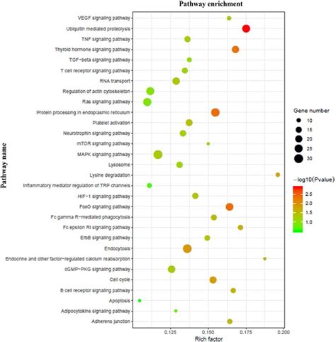 Kegg Pathway Enrichment Analysis A Pathway Enrichment Bubble Map ...