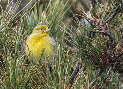 Atlantic Canary Breeding in Canary Islands 2025 - Rove.me