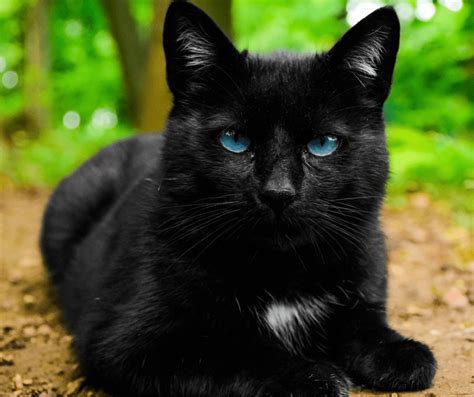 Black Cat Breeds With Blue Eyes