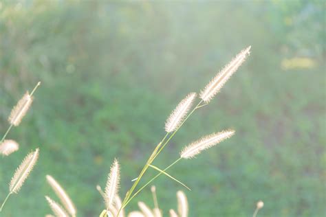 Flowers of grass on green background 1925369 Stock Photo at Vecteezy