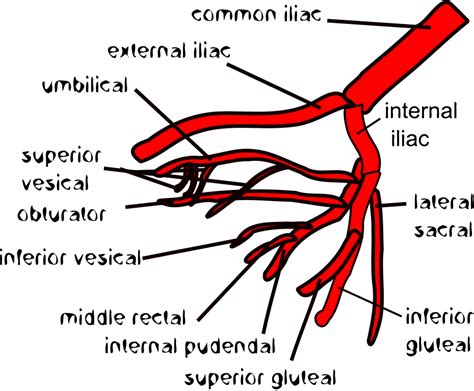 File:Variation 1 of internal iliac artery branching.svg - Wikimedia Commons