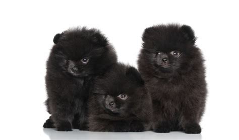 Do Black Pomeranian Puppies Change Color