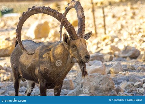 Mountain Goat Close Up, Big Horn. Stock Image - Image of caprinae ...