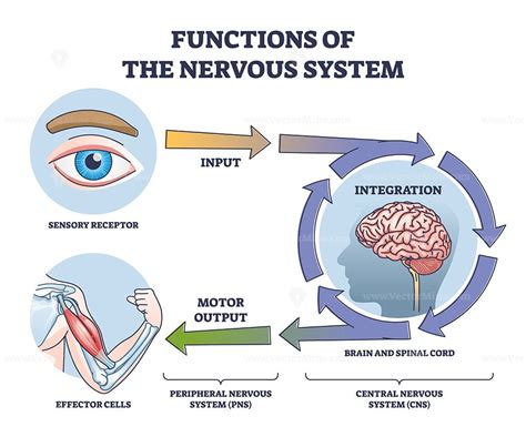 the functions of the nervous system, including an eyeball and motor ...