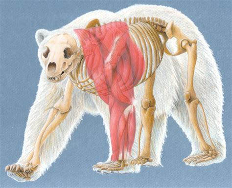 Polar Bear Skeleton and Forelimb Muscles - Kirsten Wahlquist Illustration