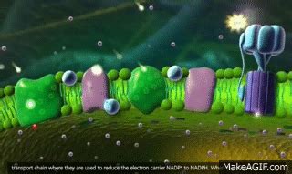 Photosynthesis: Light reaction, Calvin cycle, Electron Transport [3D ...