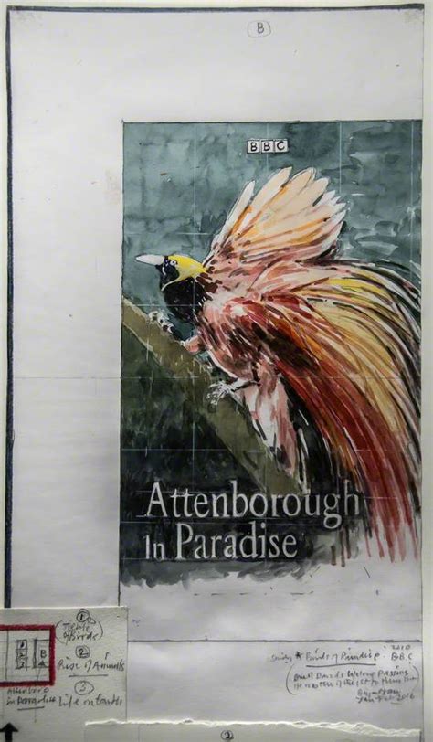 Study – David Attenborough, 'Birds of Paradise' | Art UK