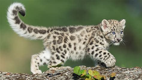 Cuteness alert: A pair of snow leopard cubs have graduated from ...