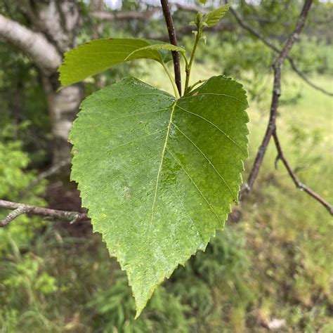 Betula Pendula (alba) (European White Birch, Silver Birch, Common Birch ...