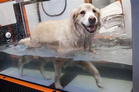 Does Hydrotherapy Work For Dogs