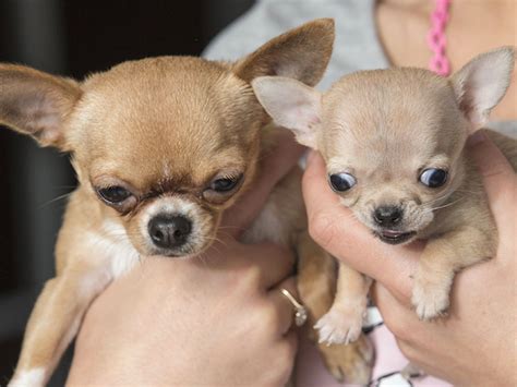 Toudi, the World's Smallest Dog Is Obviously a Chihuahua