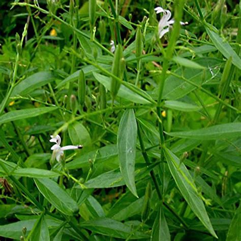 Andrographis paniculata (Green chiretta)-Nilavembu plant - Santhi ...