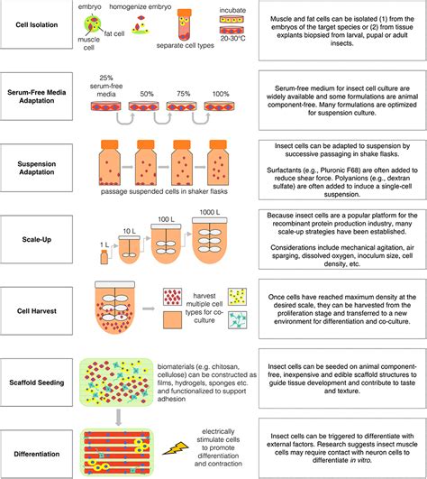 Types Of Media In Animal Cell Culture - Ch1 Animal Biotechnology Bty314 ...