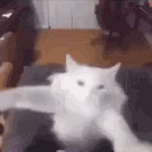 Cat Dancing Meme Dancing GIF - Cat Dancing Meme Dancing Cat - 探索與分享 GIF