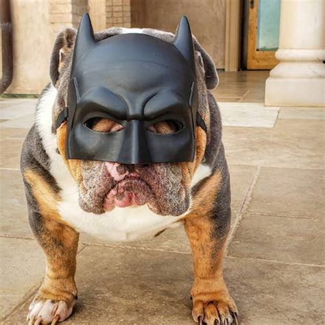 15 Spooktacular Dog Halloween Costumes: From Super-Cute to Super-Scary