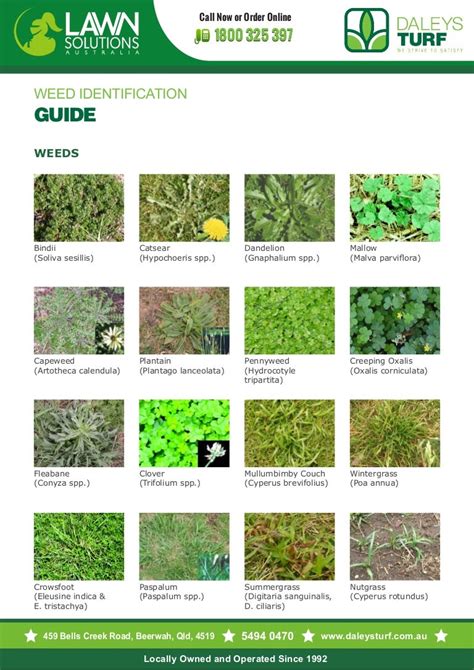 Pictures Of Lawn Weeds For Identification