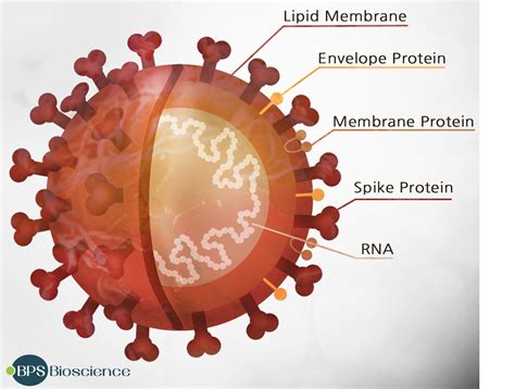 Vaccine Researcher finds spike protein in Covid Vaccines unexpectedly ...