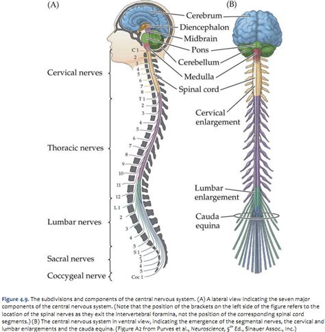 Spinal Cord Medulla Oblongata