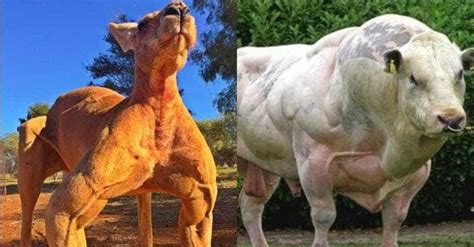 Muscular Animals Who Definitely List | Buff Dogs, Kangaroos & More Pics