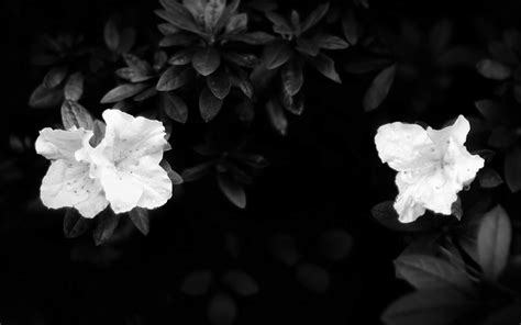 Black Background Flowers ~ DESEMBARALHE