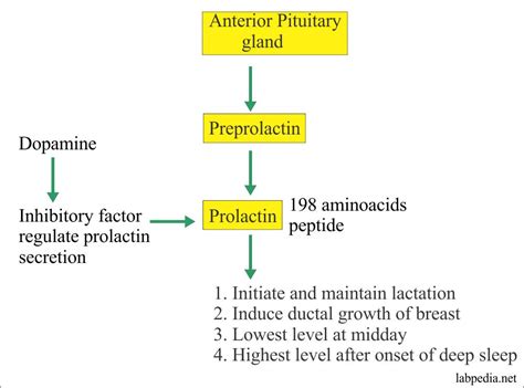 Prolactin (PRL) - Labpedia.net