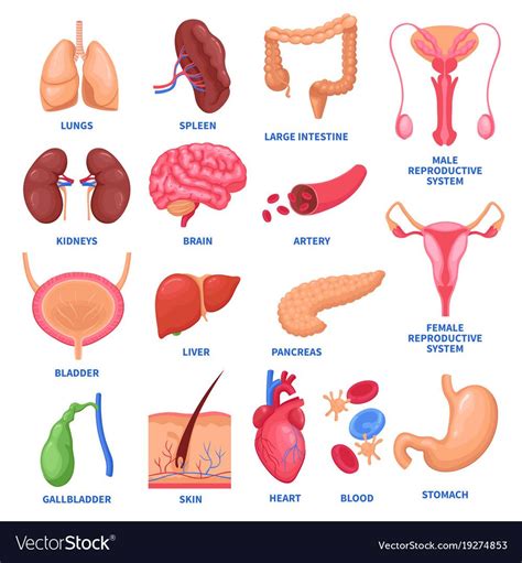 Diagram Of The Human Body And Internal Organs Diagram Of The