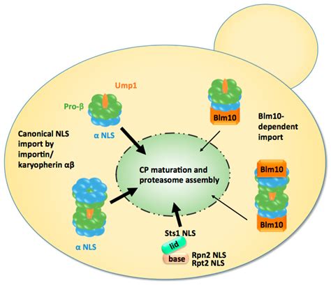 Nucleus Is Pdf - Neva Site